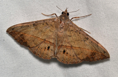 Anticarsia gemmatalis