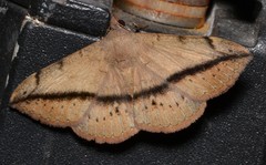 Anticarsia gemmatalis