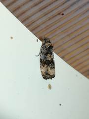 Endothenia