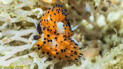 Favorinus tsuruganus