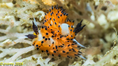 Favorinus tsuruganus