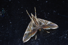 Agrioglypta fulguralis