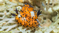 Favorinus tsuruganus