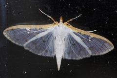 Palpita munroei