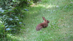 Sylvilagus floridanus