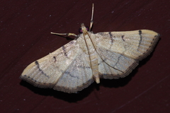 Omiodes decisalis
