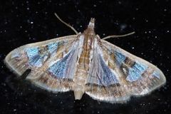 Glyphodes pyloalis