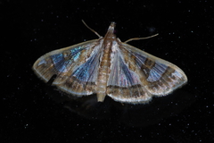 Glyphodes pyloalis