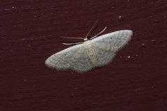 Idaea neovalida
