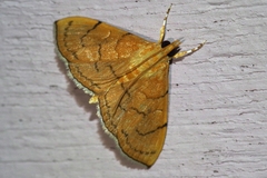 Hyalobathra illectalis