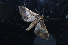 Hydriris ornatalis