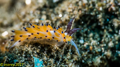 Favorinus tsuruganus