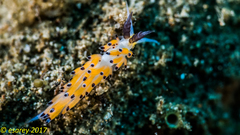 Favorinus tsuruganus