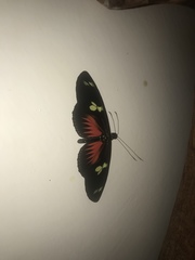 Heliconius doris viridis