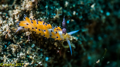 Favorinus tsuruganus