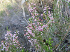 Erica newdigatei