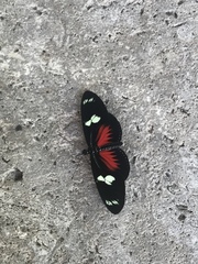 Heliconius doris viridis