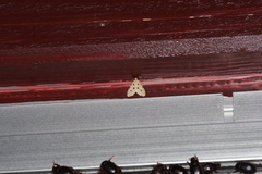 Metaemene atrigutta maculata