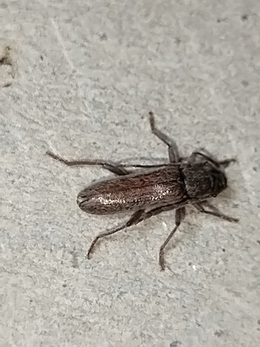 Anelaphus piceus