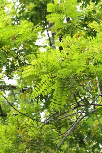 Gleditsia fera observed 2025-04-26