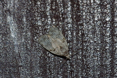 Nola thyrophora