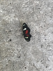 Heliconius doris viridis