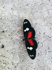 Heliconius doris viridis