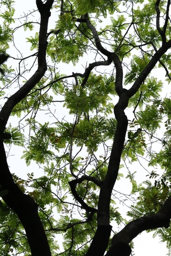 Gleditsia fera, photograph 5