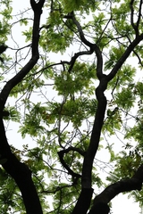 Gleditsia fera, photograph author not stated, no rights reserved