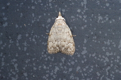 Nola thyrophora