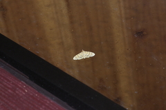 Conogethes punctiferalis