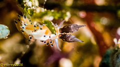 Favorinus tsuruganus