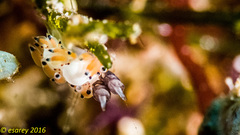 Favorinus tsuruganus