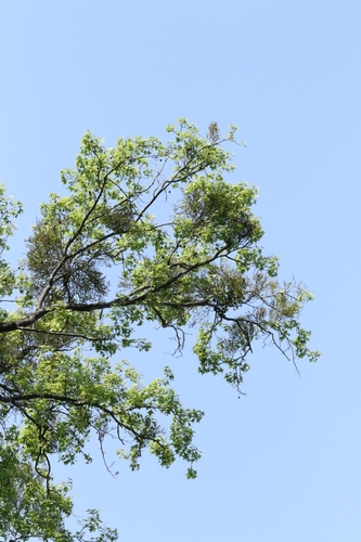 Viscum liquidambaricola