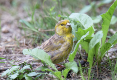 Serinus canaria domesticus