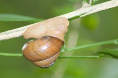 Asperitas sparsa