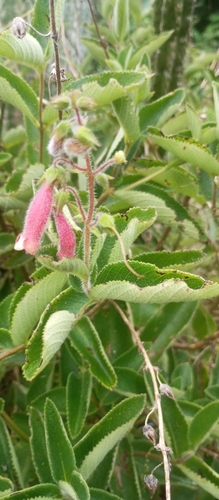 Sinningia sellovii