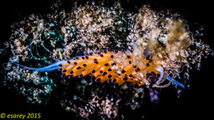 Favorinus tsuruganus