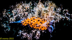 Favorinus tsuruganus