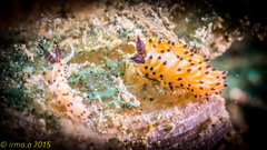 Favorinus tsuruganus