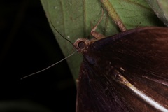 Lygniodes endoleucus