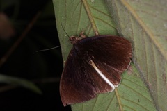 Lygniodes endoleucus