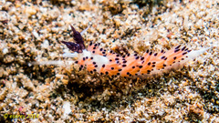 Favorinus tsuruganus