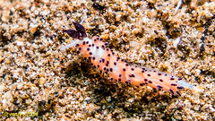 Favorinus tsuruganus