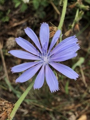 Cichorium intybus