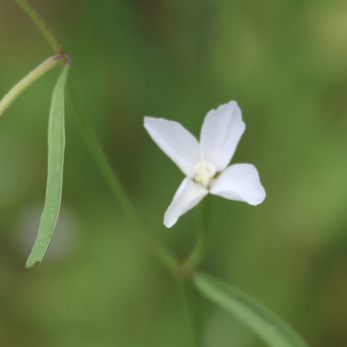 Canyon clarkia (Clarkia epilobioides)