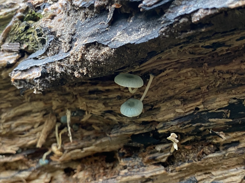 Mycena interrupta · April 2025 · photo: © bryn98283 (iNaturalist, cc0)