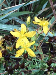 Hypericum perforatum