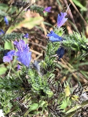 Echium vulgare