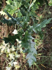 Quercus robur